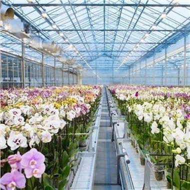 Bàn lũ trượt cho thủy canh đang phát triển