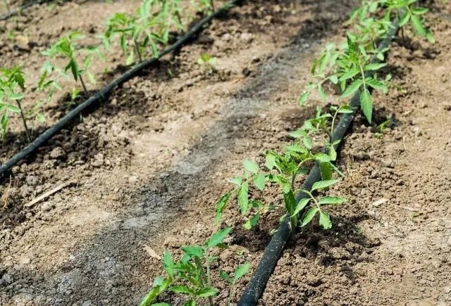 Drip Irrigation System Installation 1 Drip Irrigation System Installation 1