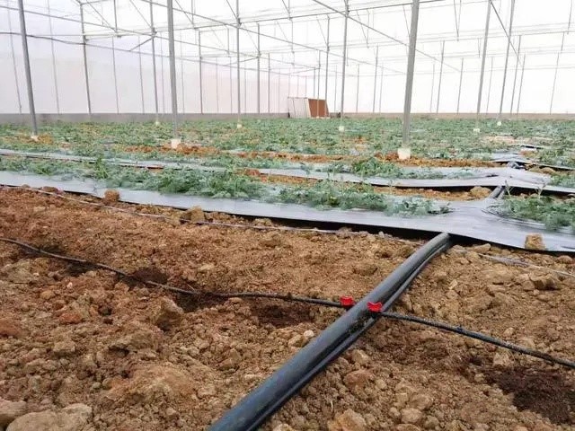 Drip Irrigation System Installation 4 Drip Irrigation System Installation 4